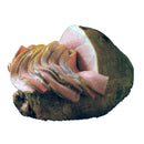 Premium Smoked Nelson Ham | Spiral and Non-Spiral | Various Sizes | Shipping Included | Nelson Brand Hams