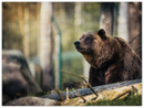 Happy Bear - Print