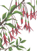 Hummingbirds - Open Edition Paper Print