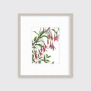 Hummingbirds - Open Edition Paper Print