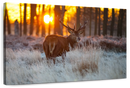 Forest Deer Hunting Wall Art