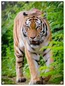 Hunting Tiger - Print