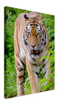 Hunting Tiger - Print