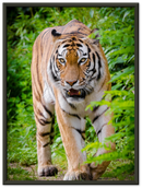 Hunting Tiger - Print