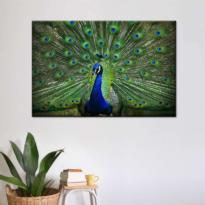 Peacock Feathers Wall Art