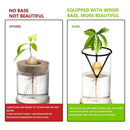 Hydroponic Avocado Planting Set Glass