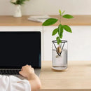 Hydroponic Avocado Planting Set Glass
