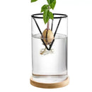 Hydroponic Avocado Planting Set Glass