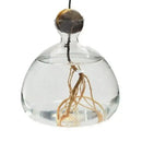 Hydroponic Avocado Seed Vase