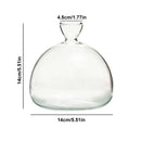 Hydroponic Avocado Seed Vase