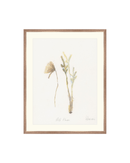Wild Flowers II