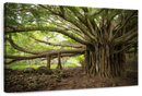 Banyan Tree Wall Art