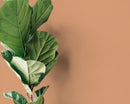 Solid Color Wallpaper Featuring a Warm Almond Tone - D426