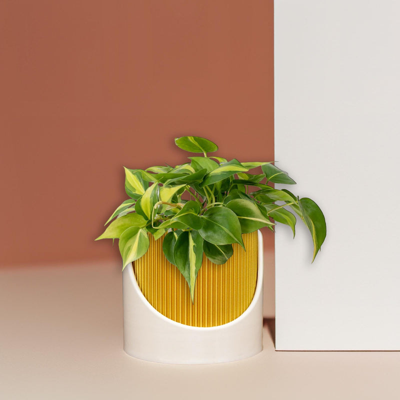 4 Inch Self Watering Planter, Large Indoor Outdoor Plant Pot with Drainage, Terracotta, Green, Beige, Modern Ribbed Design Mustard / Grey