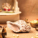 Rare Antique Large "Shankh" Conch Shell