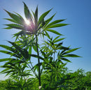 Hemp Chicken Horse Animal Bedding Litter  - Organic USA Grown