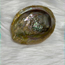 Abalone shell from Mexico - Smudging bowl
