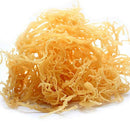 Raw gold Sea moss - Pure Jamaican Sea moss - Genus Gracilaria