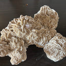 Desert sand rose cluster - XXL