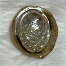 Abalone shell from Mexico - Smudging bowl