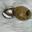 Abalone shell from Mexico - Smudging bowl
