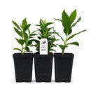 Hummingbird Garden Live Plant Landscape Kit | Prairie Legacy Inc.