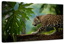 Sneaky Jaguar Wall Art