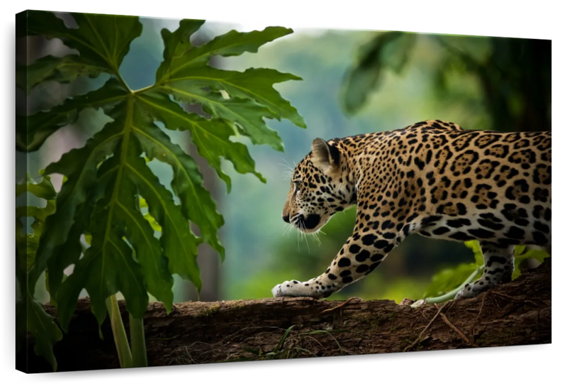 Sneaky Jaguar Wall Art