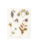 E.D Botanical Study