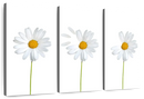 Plucked Daisies Wall Art