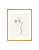 Wild Flowers II