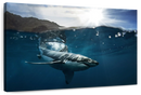 Shark Sunshine Wall Art
