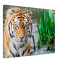 Jungle Tiger - Print