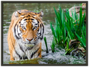 Jungle Tiger - Print