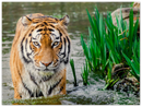 Jungle Tiger - Print