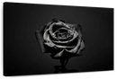 Black Rose Wall Art