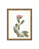 Single Rose