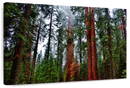 Vibrant Redwood Wall Art