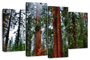 Vibrant Redwood Wall Art