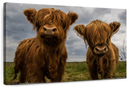 Baby Highland Cows Wall Art
