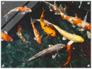 Koi Fish - Print