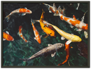 Koi Fish - Print