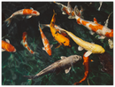 Koi Fish - Print