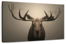 Moose Portrait Wall Art