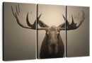 Moose Portrait Wall Art