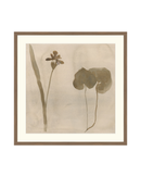 Botanical Thoughts II