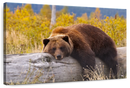Resting Grizzly Bear Wall Art