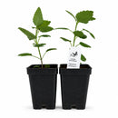 Hummingbird Garden Live Plant Landscape Kit | Prairie Legacy Inc.