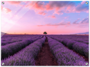 Lavender Fields - Print