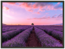 Lavender Fields - Print